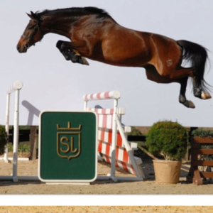 horse-finder-show-jumping-mallorca